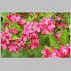 weigelia rouge.jpg